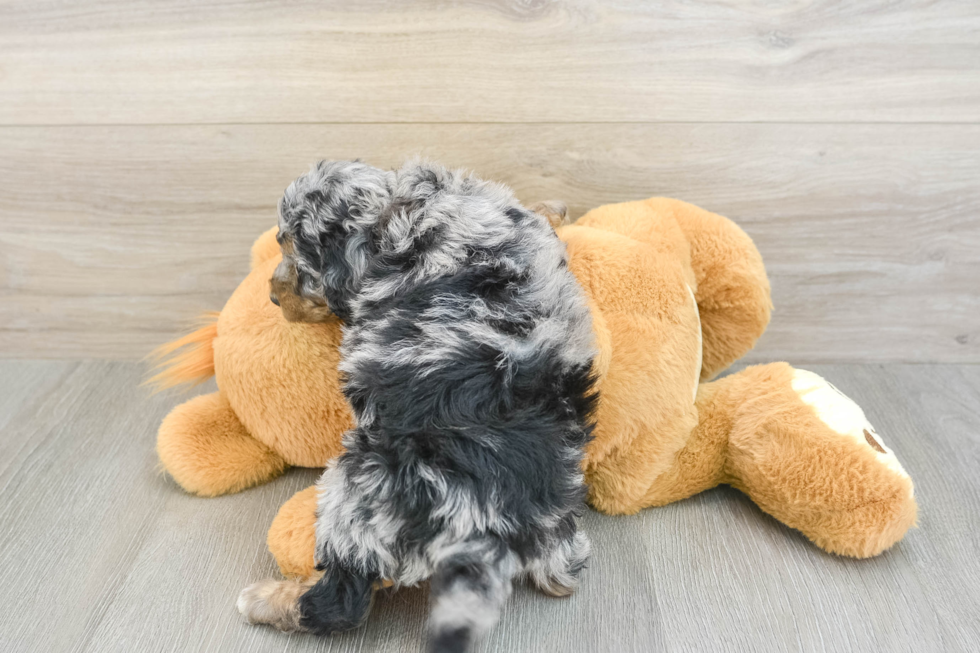 Cockapoo Pup Being Cute