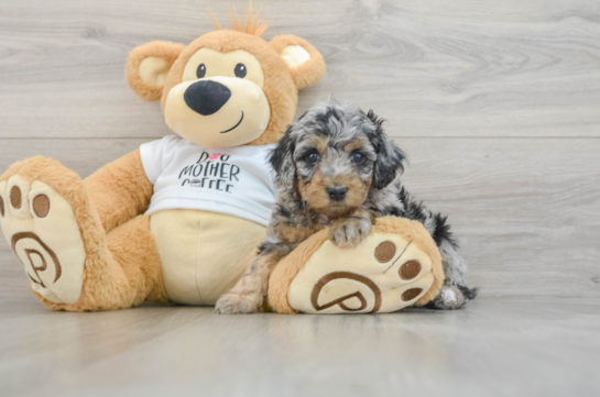 Cockapoo Pup Being Cute