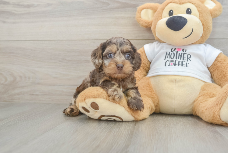 Cockapoo Puppy for Adoption