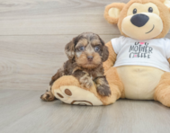 7 week old Cockapoo Puppy For Sale - Pilesgrove Pups