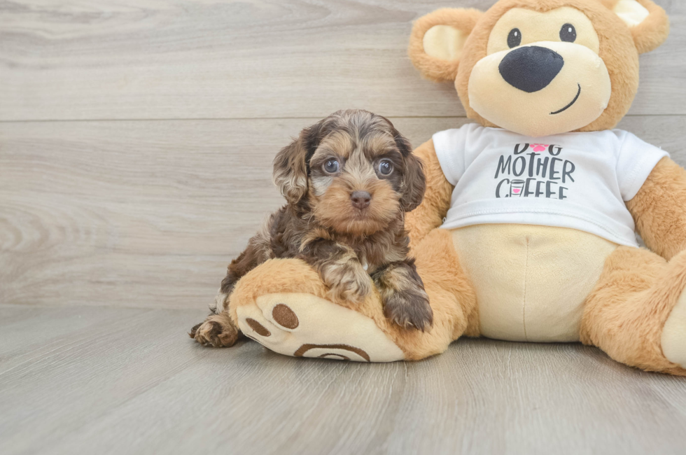 5 week old Cockapoo Puppy For Sale - Pilesgrove Pups