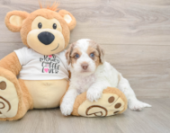 6 week old Cockapoo Puppy For Sale - Pilesgrove Pups