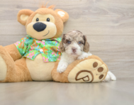 5 week old Cockapoo Puppy For Sale - Pilesgrove Pups