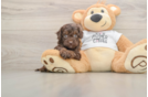 Energetic Cocker Doodle Poodle Mix Puppy