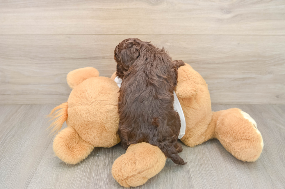 Friendly Cockapoo Baby