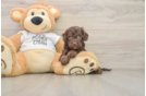 Friendly Cockapoo Baby