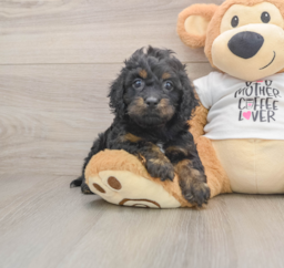 6 week old Cockapoo Puppy For Sale - Pilesgrove Pups
