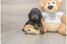Popular Cockapoo Poodle Mix Pup