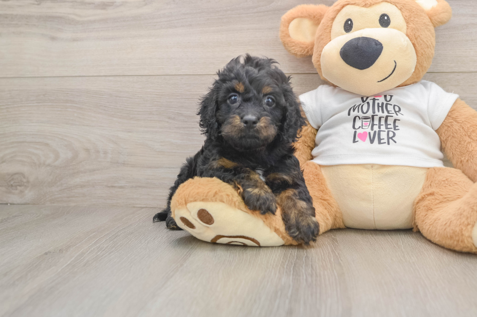 Popular Cockapoo Poodle Mix Pup