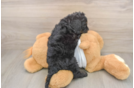 Cockapoo Pup Being Cute