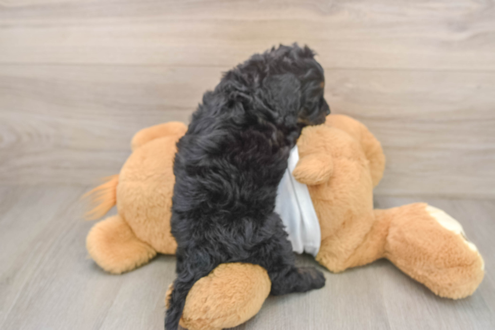Cockapoo Pup Being Cute