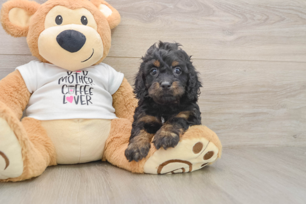 Cockapoo Puppy for Adoption