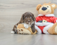 6 week old Cockapoo Puppy For Sale - Pilesgrove Pups