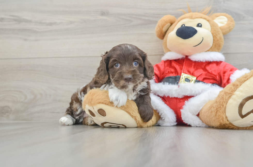 6 week old Cockapoo Puppy For Sale - Pilesgrove Pups