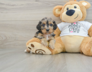 7 week old Cockapoo Puppy For Sale - Pilesgrove Pups