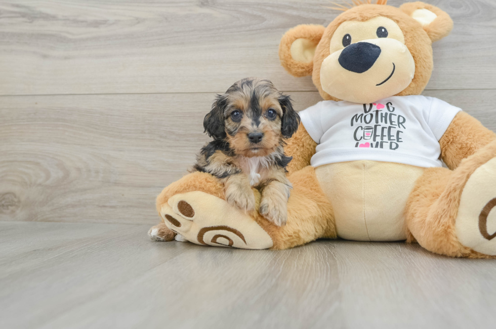 7 week old Cockapoo Puppy For Sale - Pilesgrove Pups