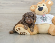 8 week old Cockapoo Puppy For Sale - Pilesgrove Pups