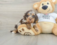 5 week old Cockapoo Puppy For Sale - Pilesgrove Pups