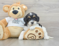 7 week old Cockapoo Puppy For Sale - Pilesgrove Pups