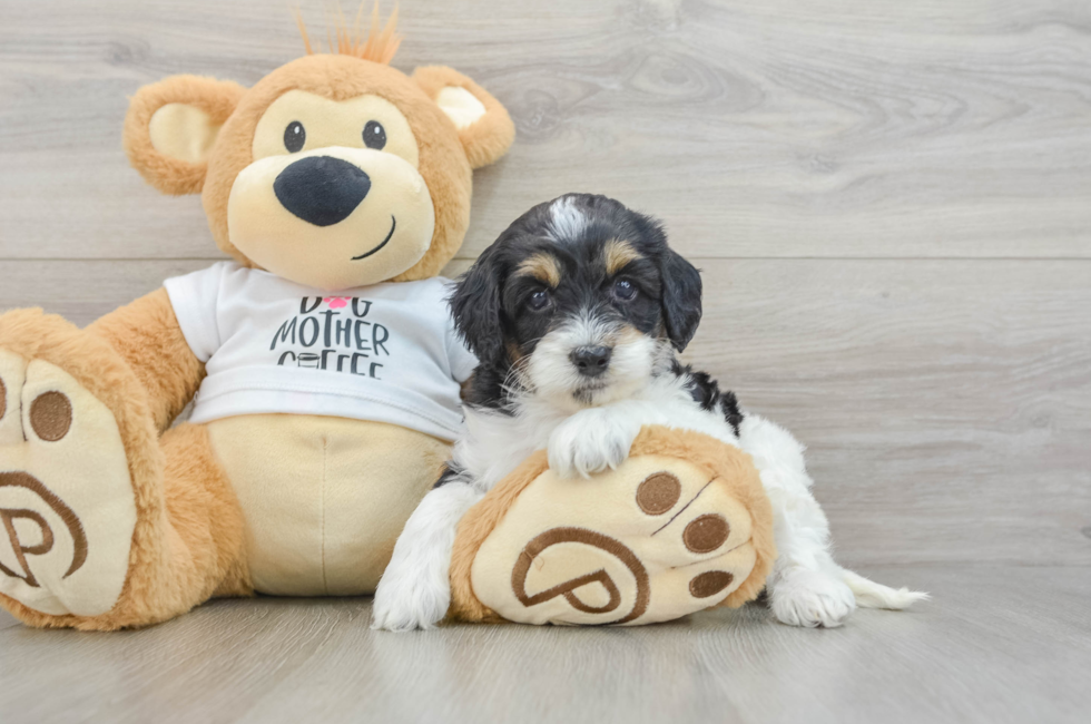 5 week old Cockapoo Puppy For Sale - Pilesgrove Pups