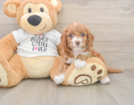 8 week old Cockapoo Puppy For Sale - Pilesgrove Pups