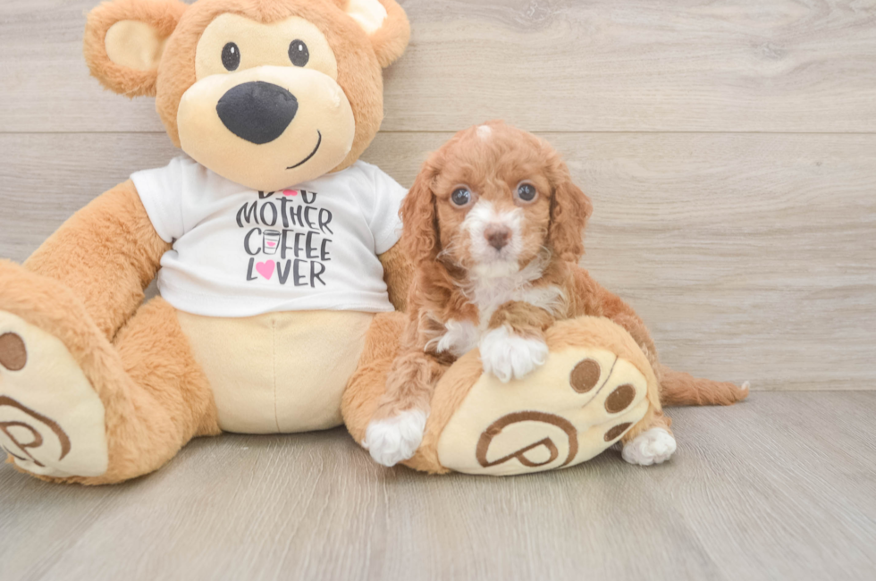 5 week old Cockapoo Puppy For Sale - Pilesgrove Pups