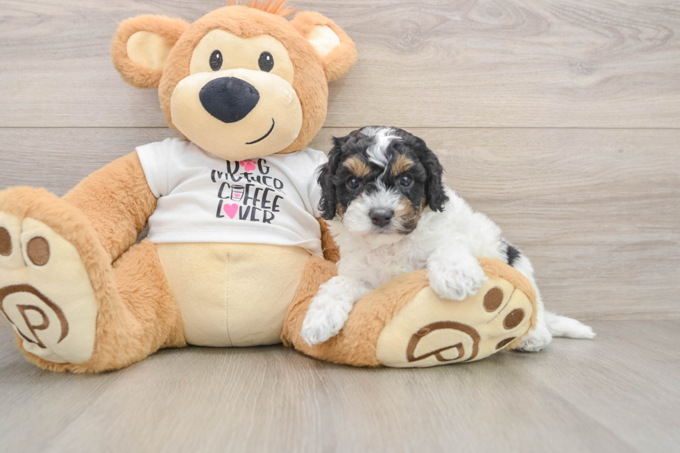 Playful Cocker Doodle Poodle Mix Puppy