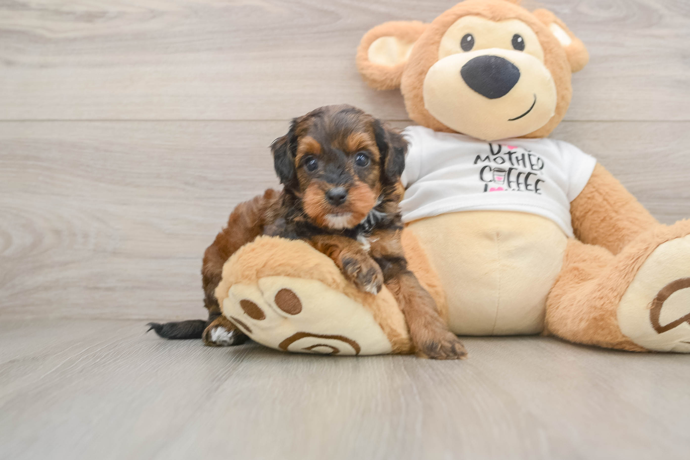 Popular Cockapoo Poodle Mix Pup