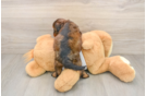 Friendly Cockapoo Baby