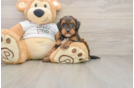 Happy Cockapoo Baby