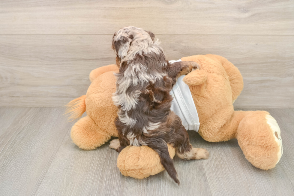 Cockapoo Pup Being Cute