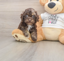 6 week old Cockapoo Puppy For Sale - Pilesgrove Pups