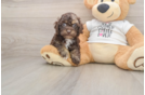 Funny Cockapoo Poodle Mix Pup