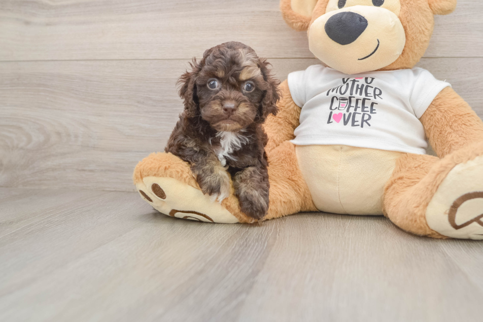 Funny Cockapoo Poodle Mix Pup