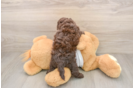 Best Cockapoo Baby