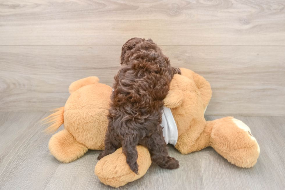 Best Cockapoo Baby