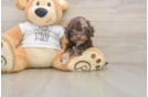 Energetic Cocker Doodle Poodle Mix Puppy