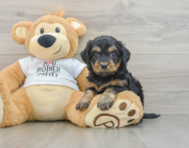 7 week old Cockapoo Puppy For Sale - Pilesgrove Pups