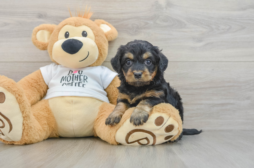 5 week old Cockapoo Puppy For Sale - Pilesgrove Pups
