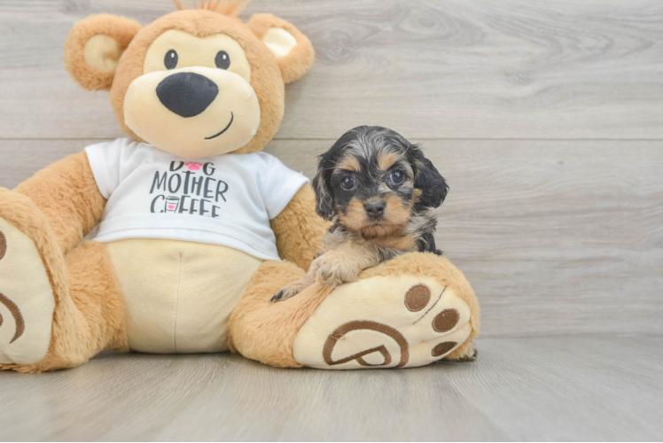 Cockapoo Pup Being Cute
