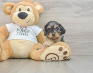 8 week old Cockapoo Puppy For Sale - Pilesgrove Pups