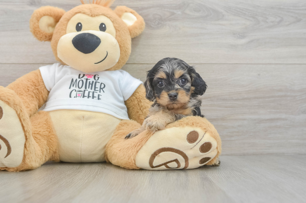 5 week old Cockapoo Puppy For Sale - Pilesgrove Pups