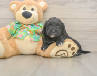 7 week old Cockapoo Puppy For Sale - Pilesgrove Pups