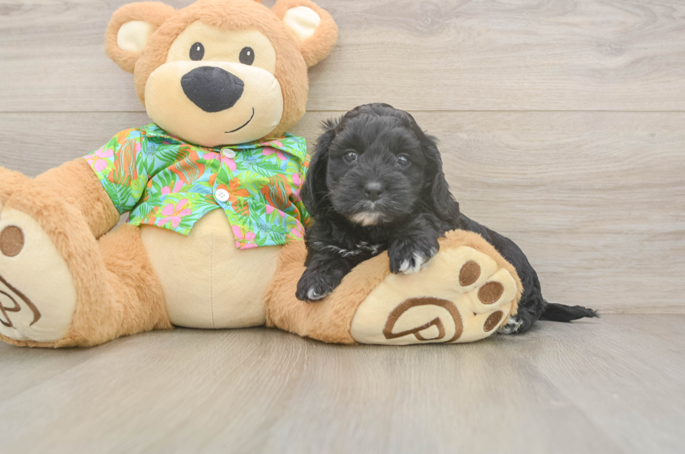 6 week old Cockapoo Puppy For Sale - Pilesgrove Pups