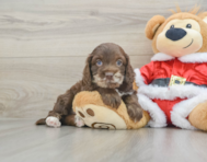 6 week old Cockapoo Puppy For Sale - Pilesgrove Pups