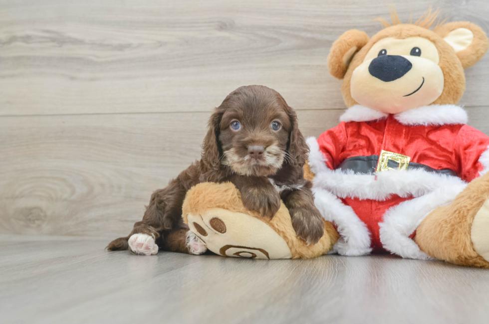 6 week old Cockapoo Puppy For Sale - Pilesgrove Pups