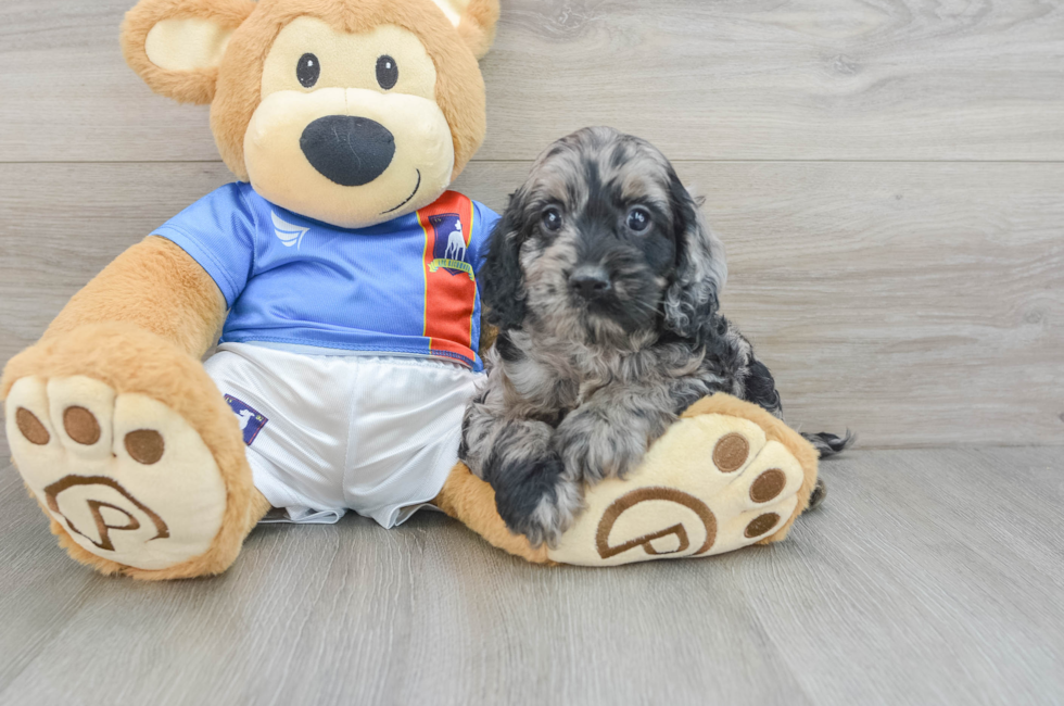 5 week old Cockapoo Puppy For Sale - Pilesgrove Pups