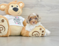 8 week old Cockapoo Puppy For Sale - Pilesgrove Pups