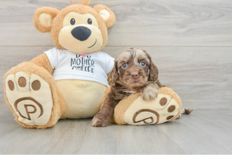 Best Cockapoo Baby