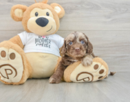 5 week old Cockapoo Puppy For Sale - Pilesgrove Pups